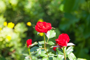 Obraz premium Garten - rote Rose im Schatten