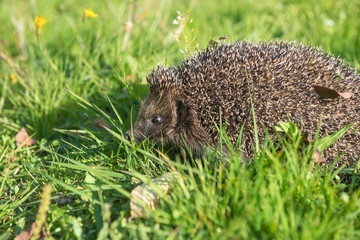 Young hedgehog in natural habitat