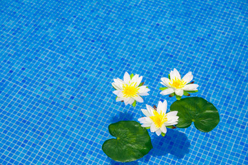 Swimming Pool - blauer Swimmingpool mit drei Seerosen