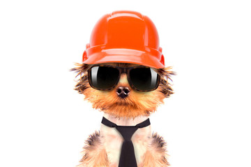 dog  dressed as builder