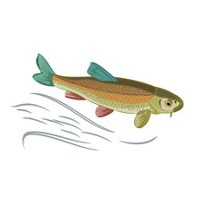 Koi carp multicolored domesticated japan fish  vector