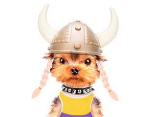 dog dressed up as a viking