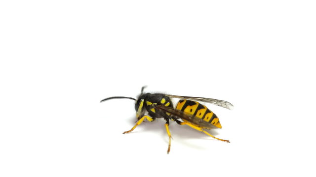 Wasp Isolated On White