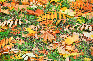 Abstract background of fallen leaves.