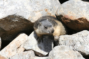 Marmotte