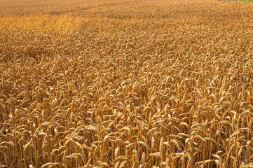 Wheat Field Ready to Harvest