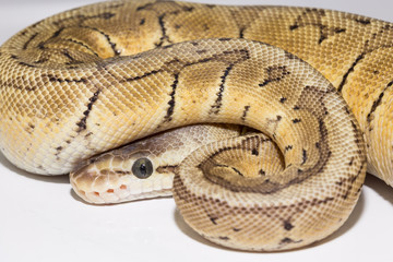 Lemon Blast Beauty