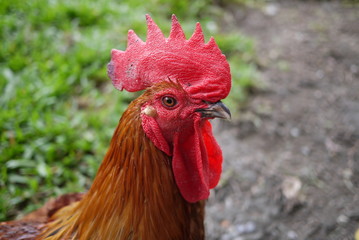 Rooster
