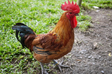 Rooster