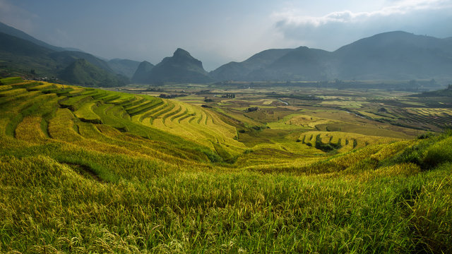 terraced rice field in sunshine, Yen Bai, Vietnam ,go between th