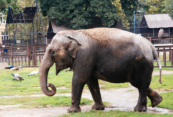 Fototapeta na wymiar Elephant in zoo