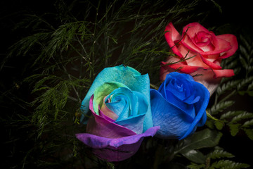 Trio Of Roses