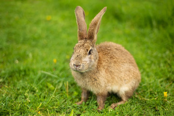 Naklejka na ściany i meble Rabbit on grass. Composition with animal