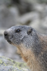 Marmotte
