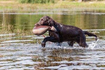 Welpe hat Spass am See