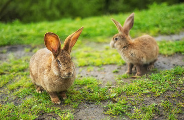 Naklejka na ściany i meble Rabbits on grass. Composition with animal