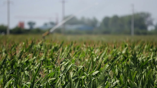 Agricultural Sprinkler Spraying Corn field on a Farm