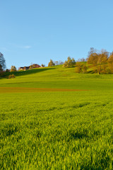 Green Fields
