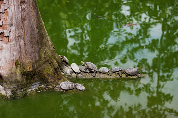 water turtles