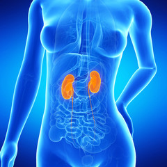  medical illustration of the female´s kidneys