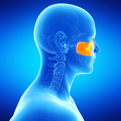  medical illustration of the maxilla bone