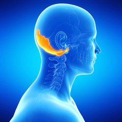  medical illustration of the ocipital bone