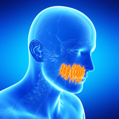  medical illustration of the teeth
