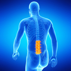  medical illustration of the lumbar spine