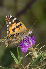 Farfalla si posa su un fiore