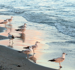 Sunset casts a pink glow on water and seagulls