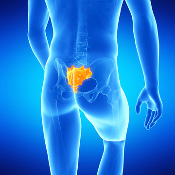  medical illustration of the sacrum