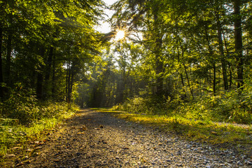 Fototapeta premium Herbstwald