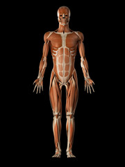 Fototapeta na wymiar medical illustration of the male muscular system