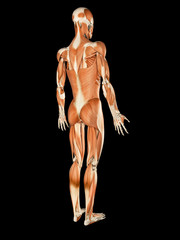 Fototapeta na wymiar medical illustration of the male muscular system
