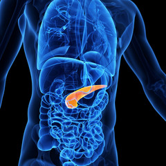  medical illustration of the pancreas