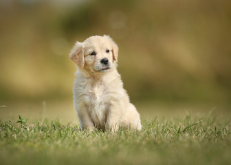Golden retriever puppy with tilted head