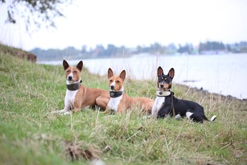 Basenji Trio