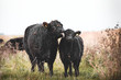 Galloway cattle
