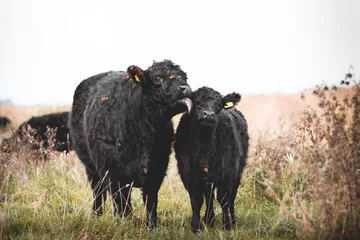 Zelfklevend Fotobehang Koe Galloway cattle