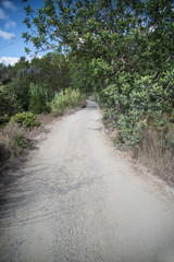 Fototapeta na wymiar Old off road track through dense foliage on Mediteranean island