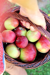 Woman's Hand Carrying Basket of Freshly Harvested Apples