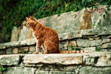 Fototapeta na wymiar Рыжий кот