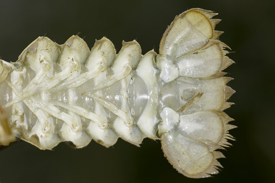 Astacus leptodactylus. Tail details of Narrow-clawed crayfish