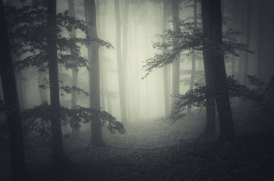 dark dreamy forest with fog