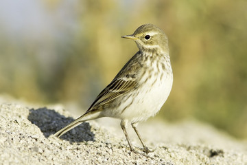 Water pipit in natural habitat - close up / Anthus spinoletta 