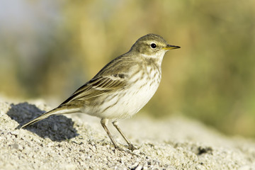 Water pipit in natural habitat - close up / Anthus spinoletta