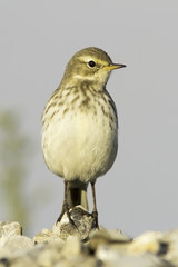 Water pipit in natural habitat - close up / Anthus spinoletta