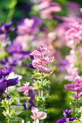 Obraz premium purple flowers