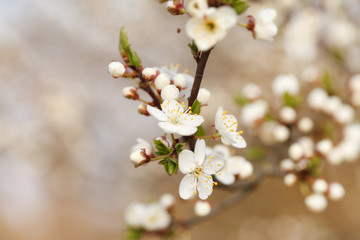 spring garden