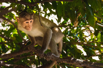 Monkey in the forest